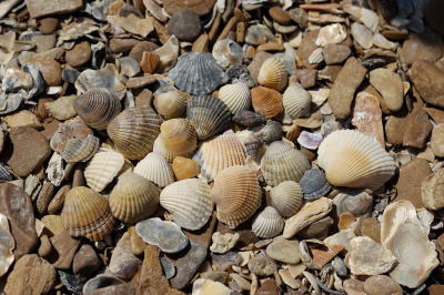 Ракушка морская 10-40 мм, кг